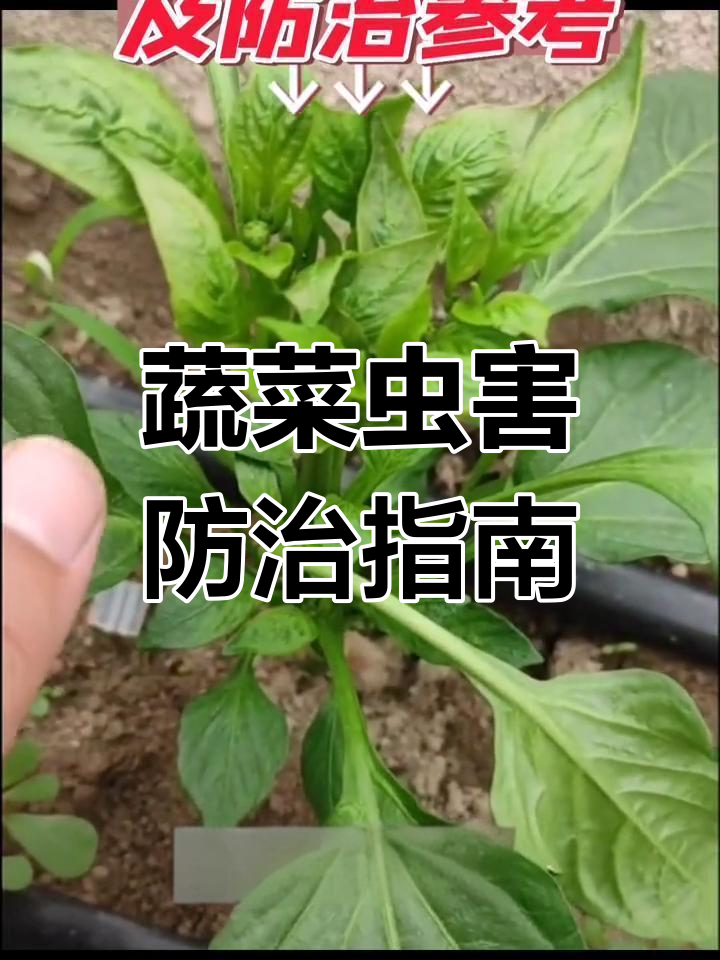 常见虫害防治全攻略,蔬菜种植必备技巧