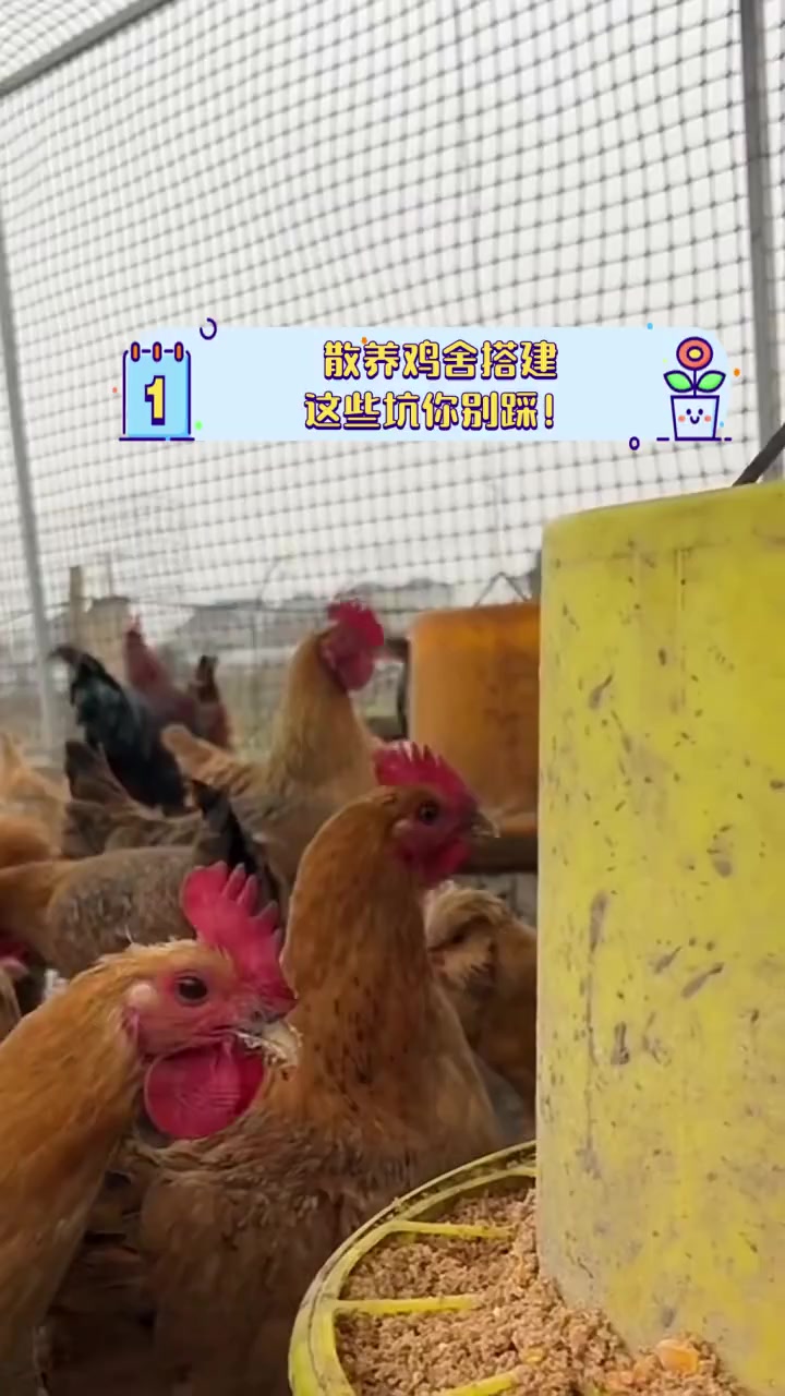 散养鸡舍搭建,这些坑你别踩!
