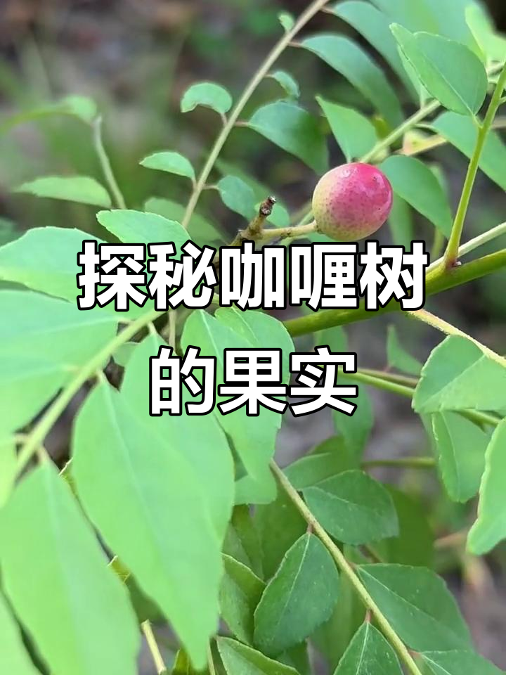 咖喱果与香料的故事：从叶子到调料的奇妙转变
