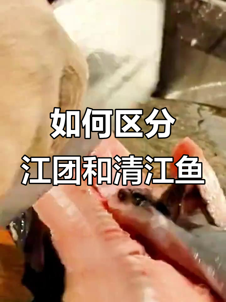 江团与清江鱼大不同，口感、外形全解析