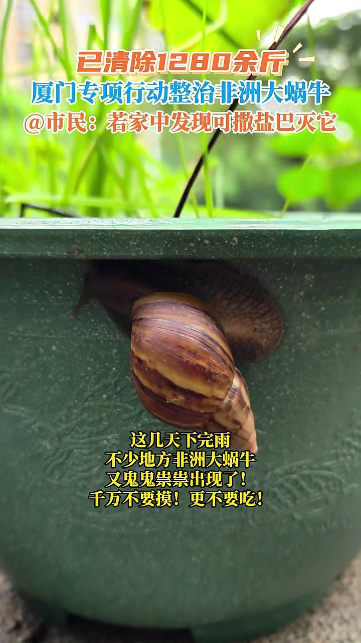 已清除1280余斤厦门专项行动整治非洲大蜗牛@市民:若家中发现可撒盐巴灭它软体部分会融化成