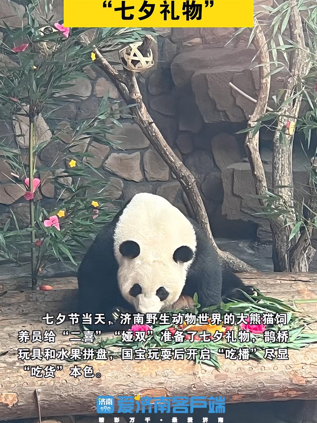 七夕节当天,济南野生动物世界的大熊猫饲养员给“二喜”“娅双”准备了七夕礼物,鹊桥玩具和水果