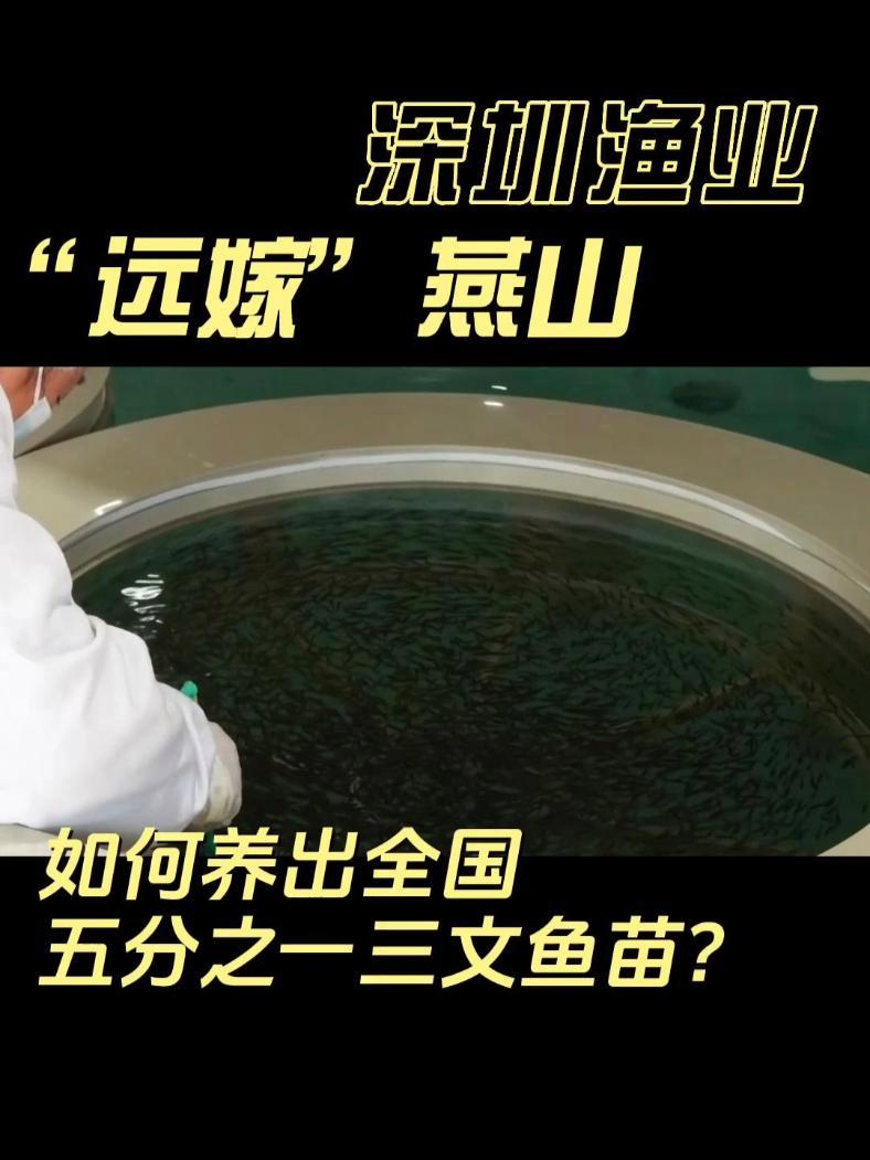 深圳渔业 “远嫁” 燕山,工厂化循环水养出全国1/5三文鱼苗 从深圳到承德围场,工厂化循环