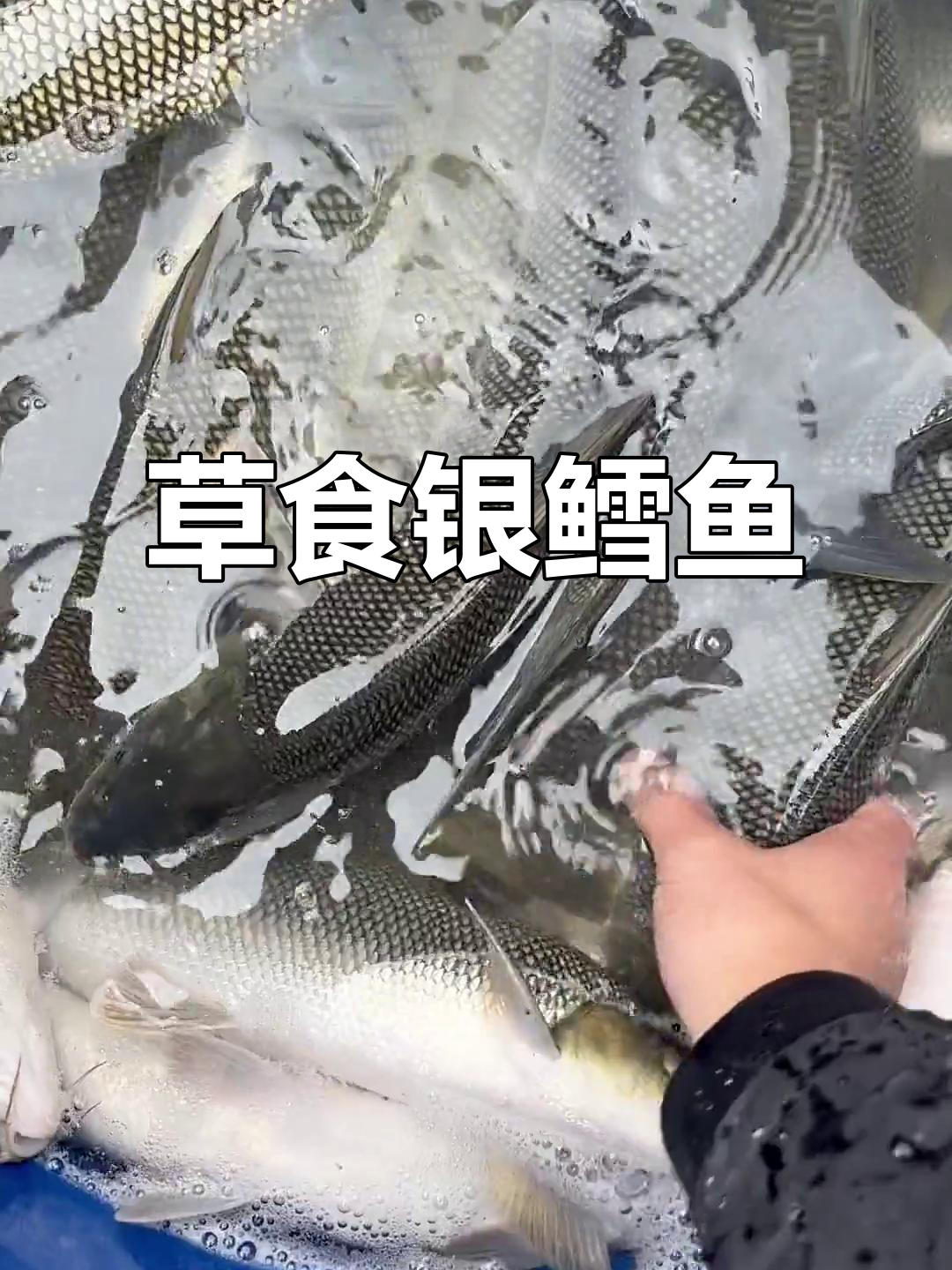 淡水银鳕鱼,草食习性,一年轻松长成大个