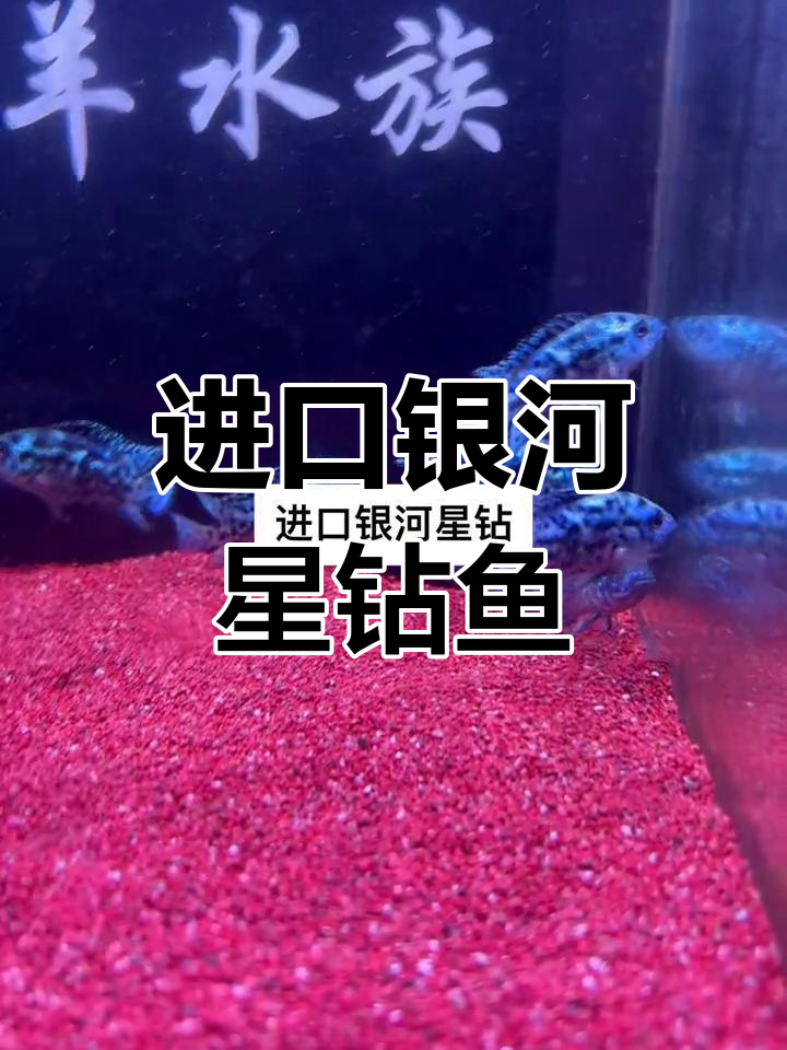 银河星钻鱼:温顺中小型热带观赏,颜色随环境变化