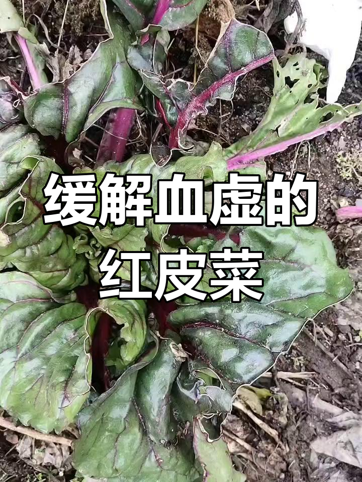 红牛皮菜的健康益处与应用