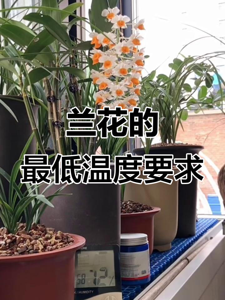 兰花耐寒误区:盆栽低温需注意