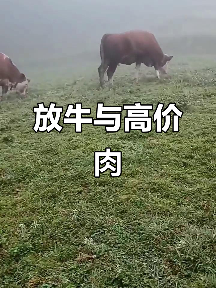 贵州放牛生活,牛肉价格高昂,吃得起才是真挑战!
