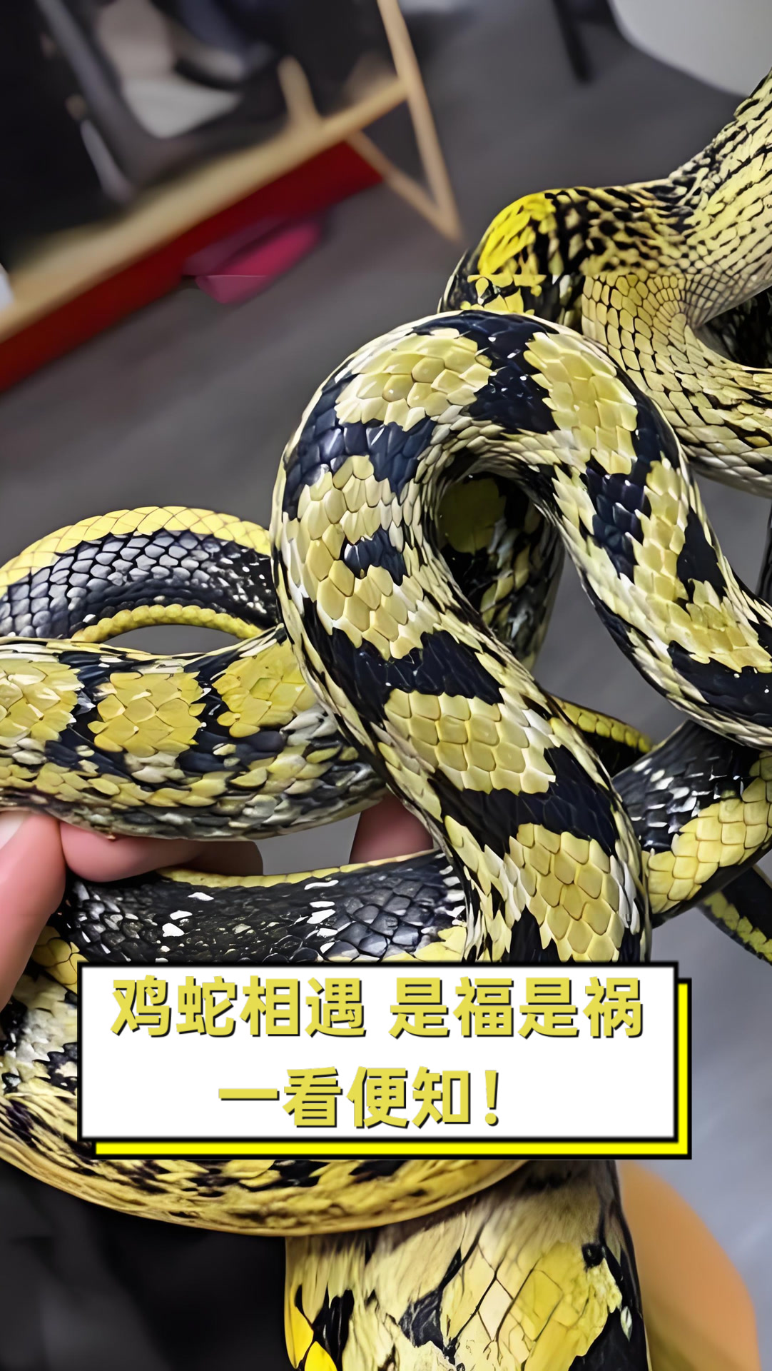 鸡蛇相遇,是福是祸,一看便知!
