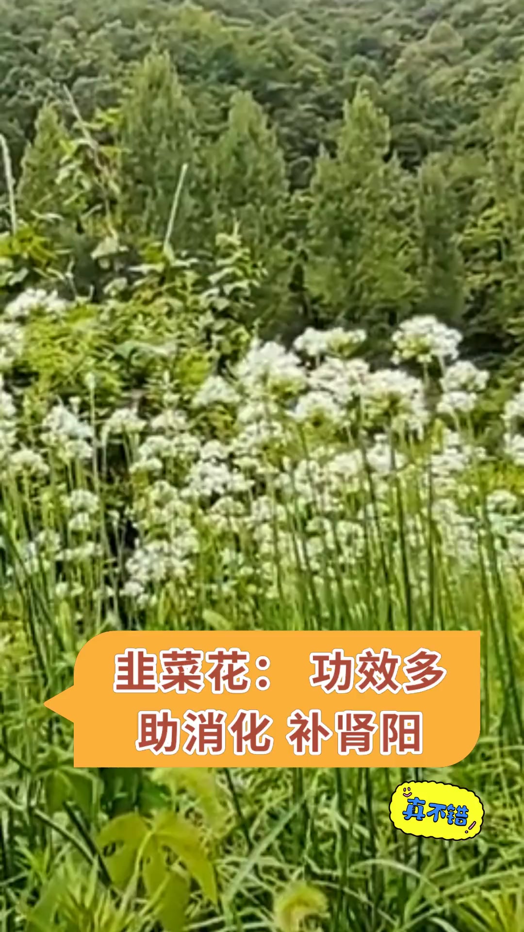 韭菜花:功效多,助消化,补肾阳