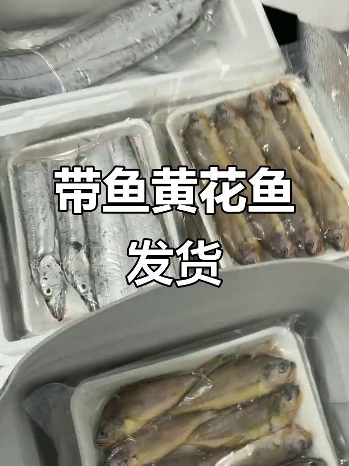 渤海湾野生带鱼与黄花鱼的完美搭配,新鲜发货!