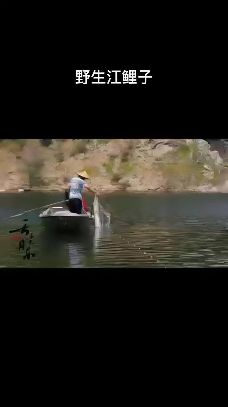 「三美丹东·鲜美佳肴」铁锅炖野生鲤鱼,苞米面饼子,朴实无华。辽宁好网民抗疫在行动