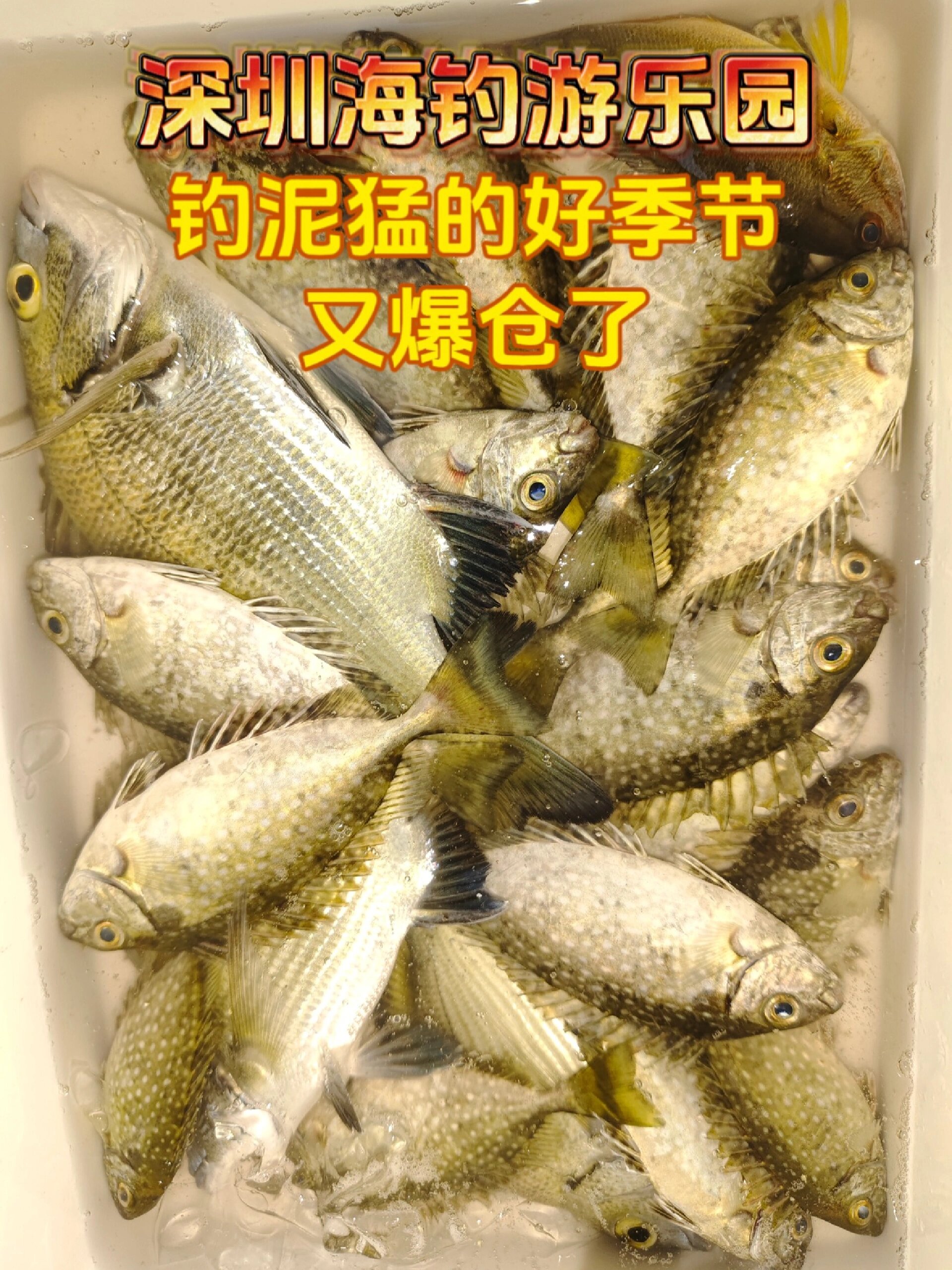 深圳海钓,初秋钓鱼好季节,泥猛鱼的美味