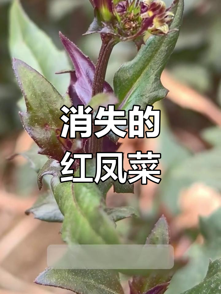 红凤菜曾是野味珍品,如今难寻踪迹,营养价值依然不可忽视