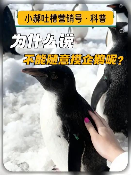 吐槽营销号——《海豚跳出水面与虎鲸玩耍?》《吃火锅辣的难受咋办?》《为什么不能随意乱摸企鹅