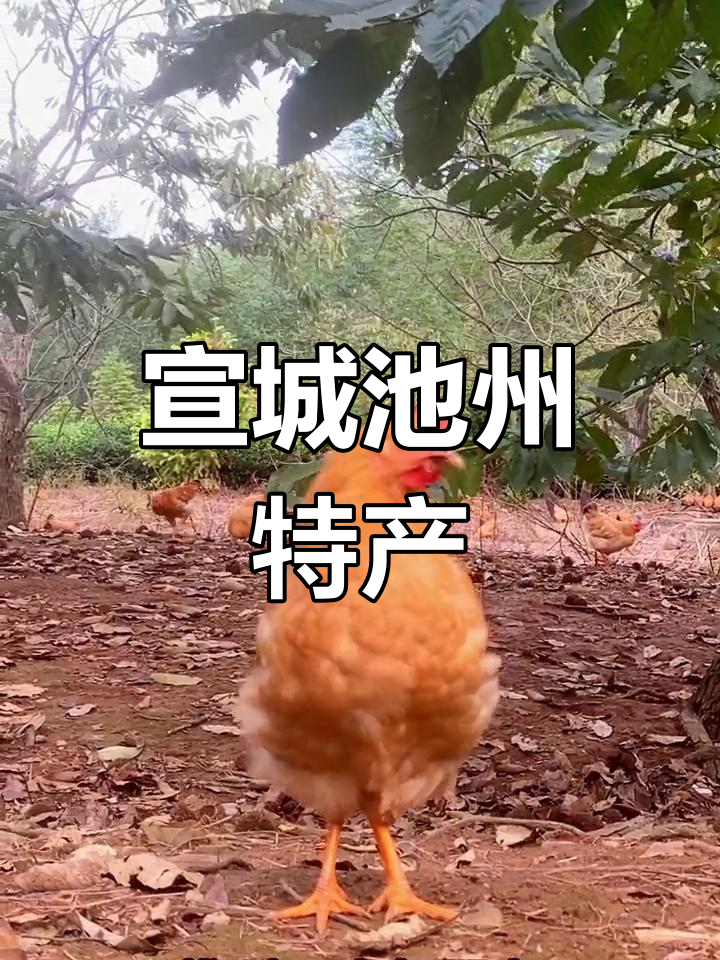 皖南三黄鸡的分布与特点