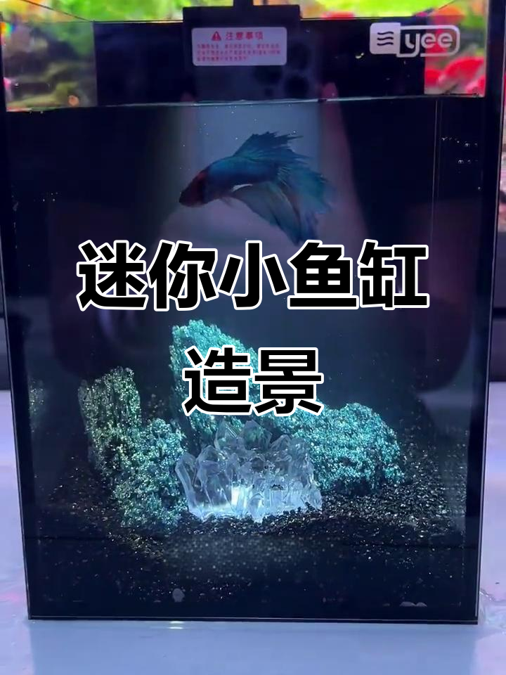 小鱼缸搭配小斗鱼,氛围感满分!
