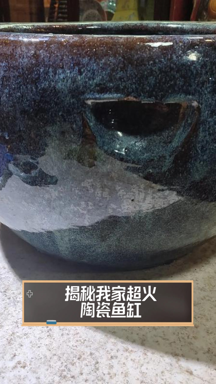 揭秘我家超火陶瓷鱼缸