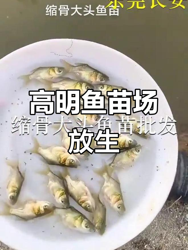 佛山高明鱼苗场放生大头鱼,潮汕风俗再现