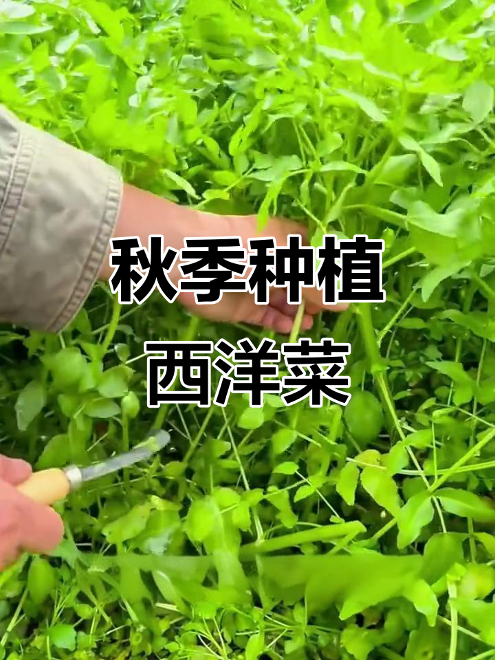 立秋后种西洋菜，冬季收获美味嫩苗