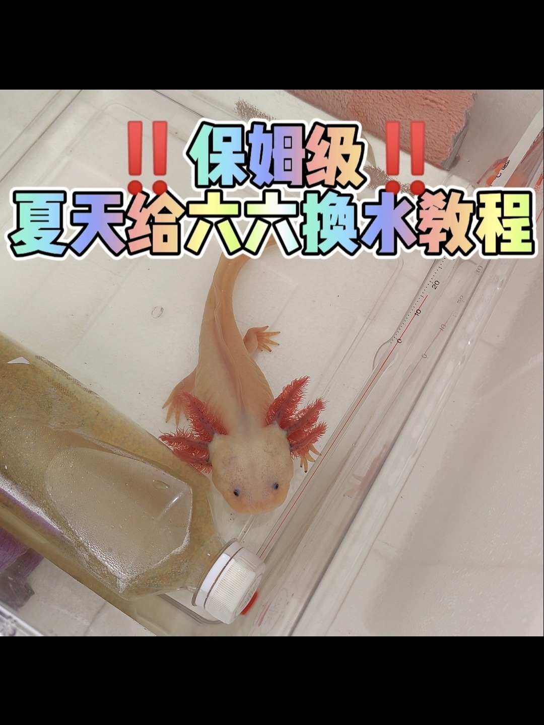夏天怎么给六角恐龙鱼换水过温