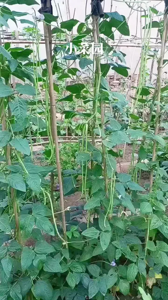 农村小菜园,自己种纯天然绿色蔬菜的真实视频