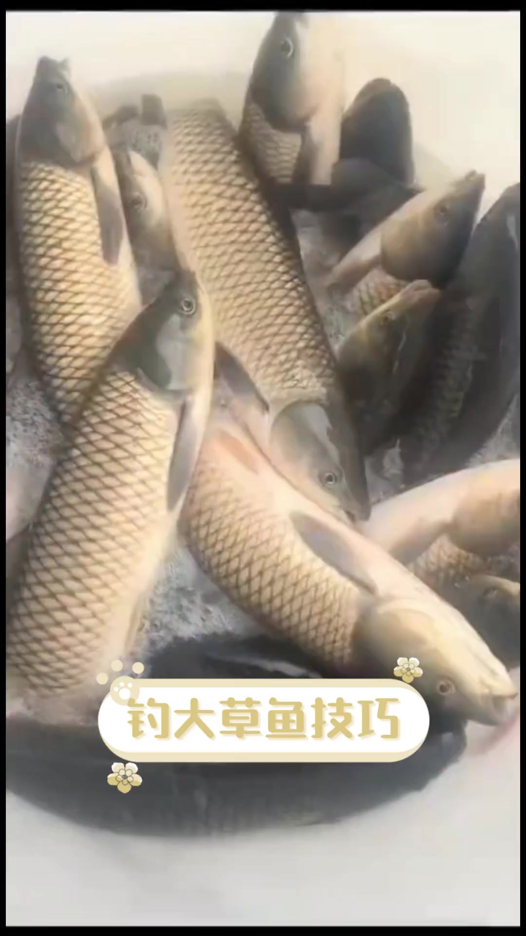 钓大草鱼技巧