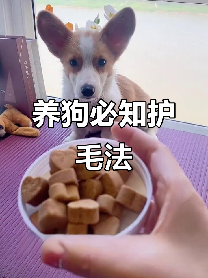狗狗毛发亮丽秘诀:卵磷脂与鱼油双管齐下