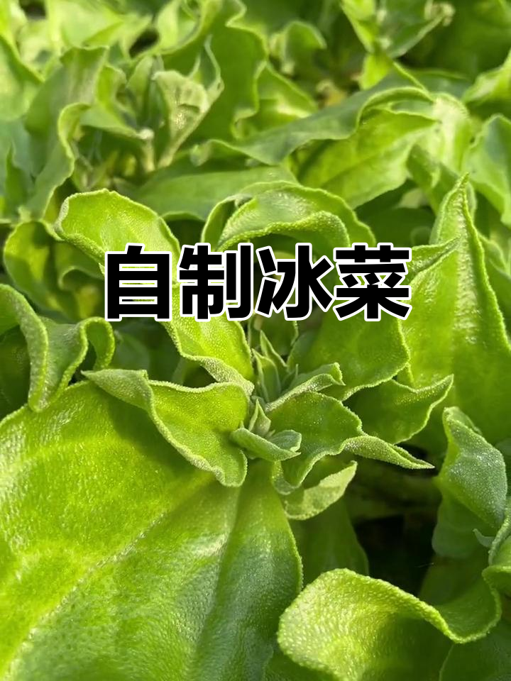 冰菜:天然咸味蔬菜,夏季必备