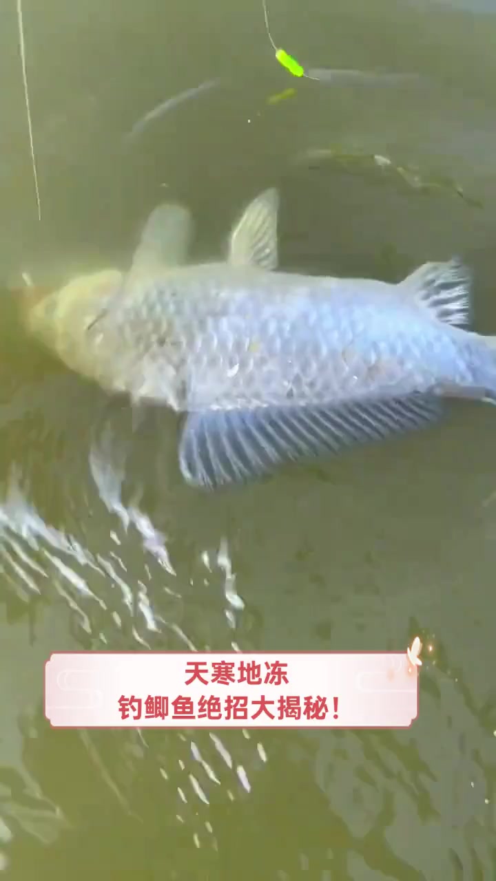天寒地冻,钓鲫鱼绝招大揭秘!