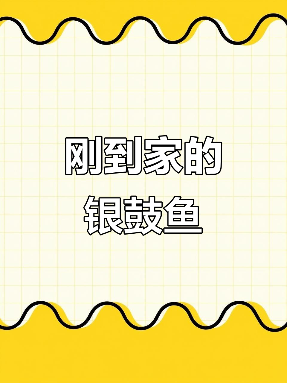 新成员到家！银鼓鱼带来惊喜