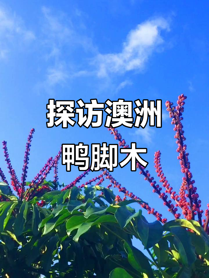 澳洲鸭脚木:独特植物揭秘