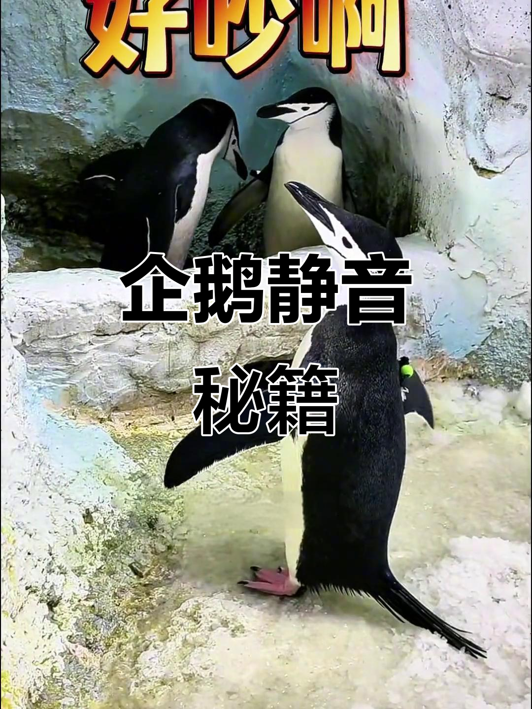 企鹅安静秘诀,老师怒吼后的瞬间!