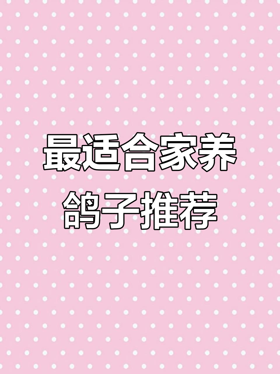 国内四大最易养的肉鸽品种,萌真、王鸽等全解析