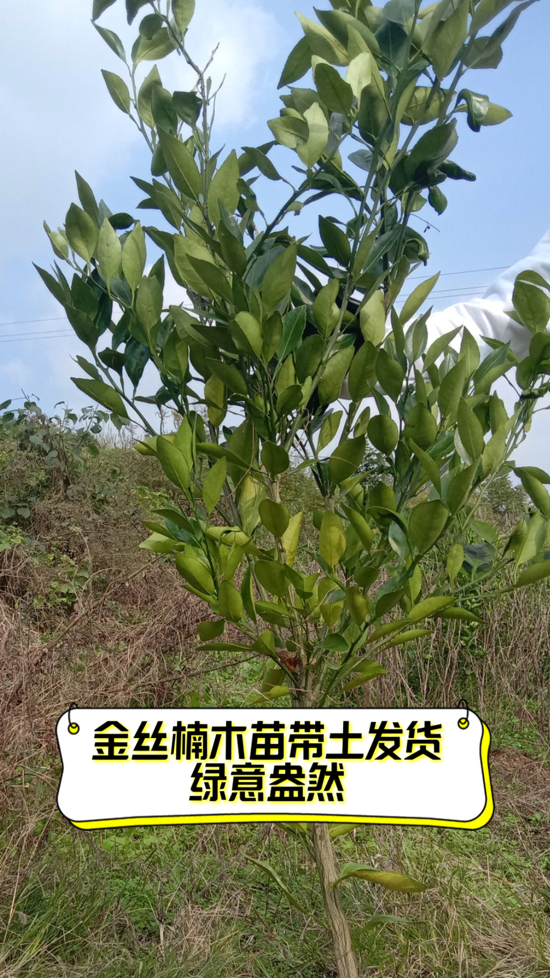 金丝楠木苗,带土发货,绿意盎然