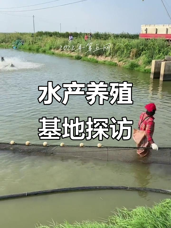 干鲫鱼苗养殖基地揭秘,如何高效管理水产资源