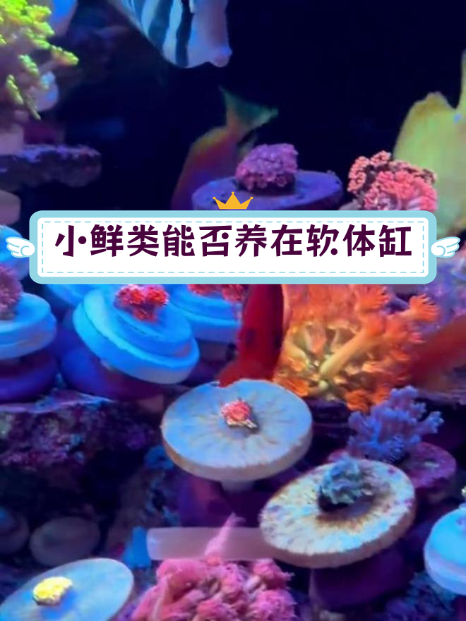 火焰仙与柠檬皮鱼是否会咬珊瑚?