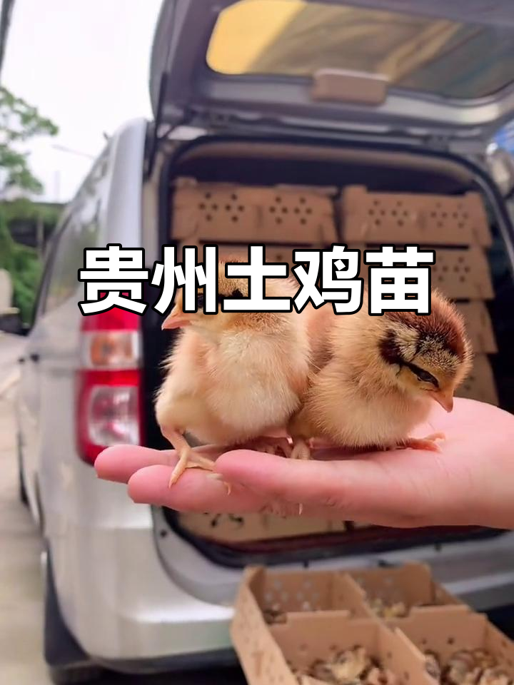 贵州土鸡苗,灵地跑山散养土鸡
