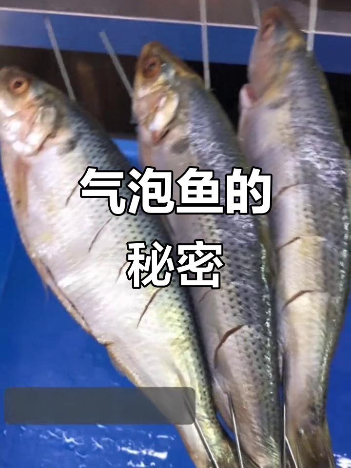 气泡鱼，富含营养，洄游性强，群聚生活