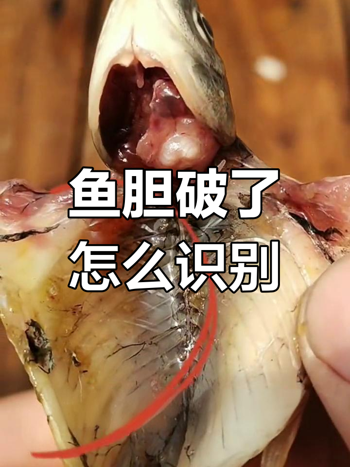 如何判断鱼胆是否破裂
