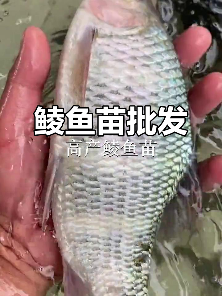 优质鲮鱼苗供应,广州、佛山多地批发