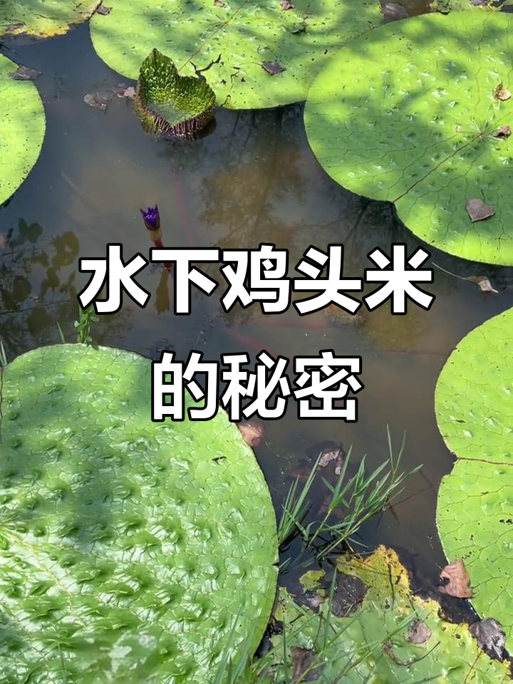 清澈池塘中的鸡头米,水下生长环境揭秘