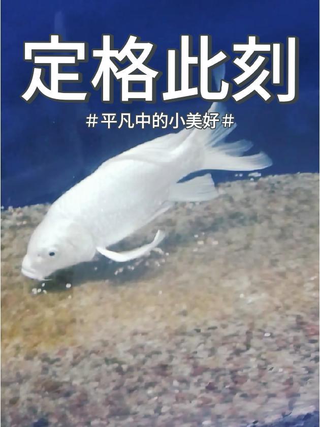 鱼儿自由自在的水中游 鱼的精神世界 神奇动物在抖音