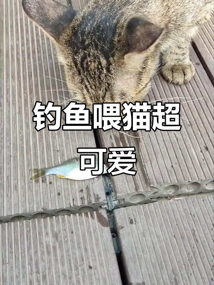 钓上大鱼给猫吃，竟然有这种操作！