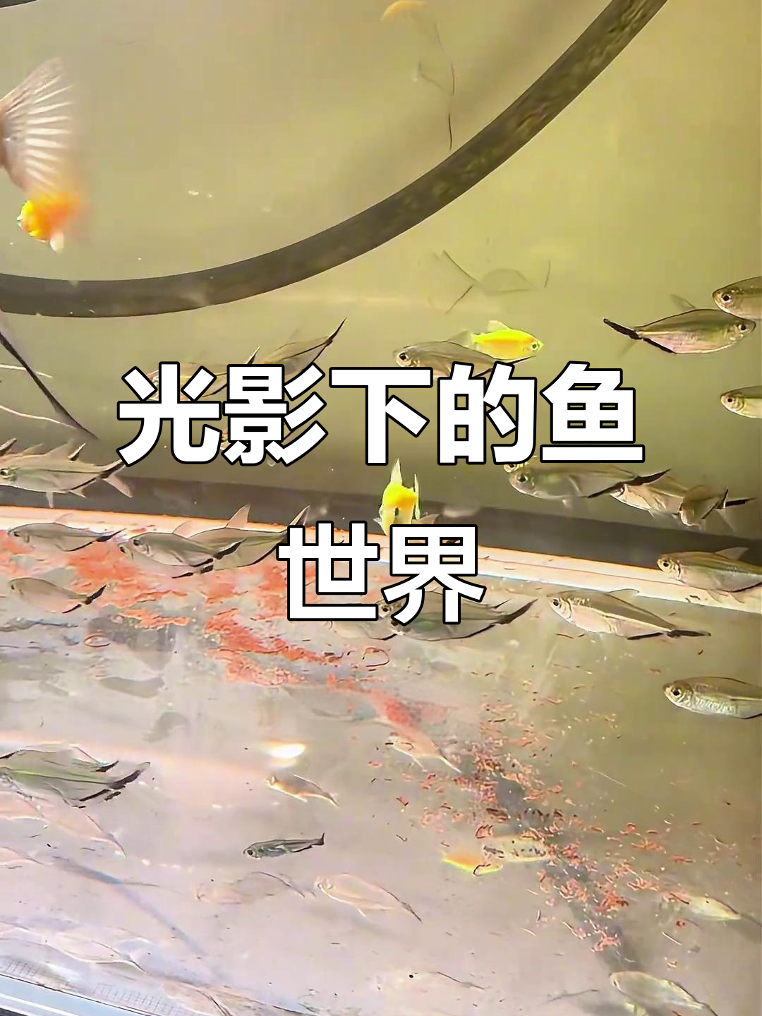 跟着圣光繁殖,红鼻剪刀与彩虹鲫齐上阵!