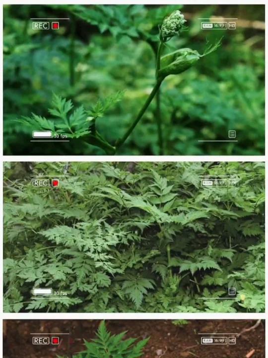 魅力中草药每日一药之川芎,全景展示药材从田间到药房的生命历程!药为医之魂,药材好、药才好!