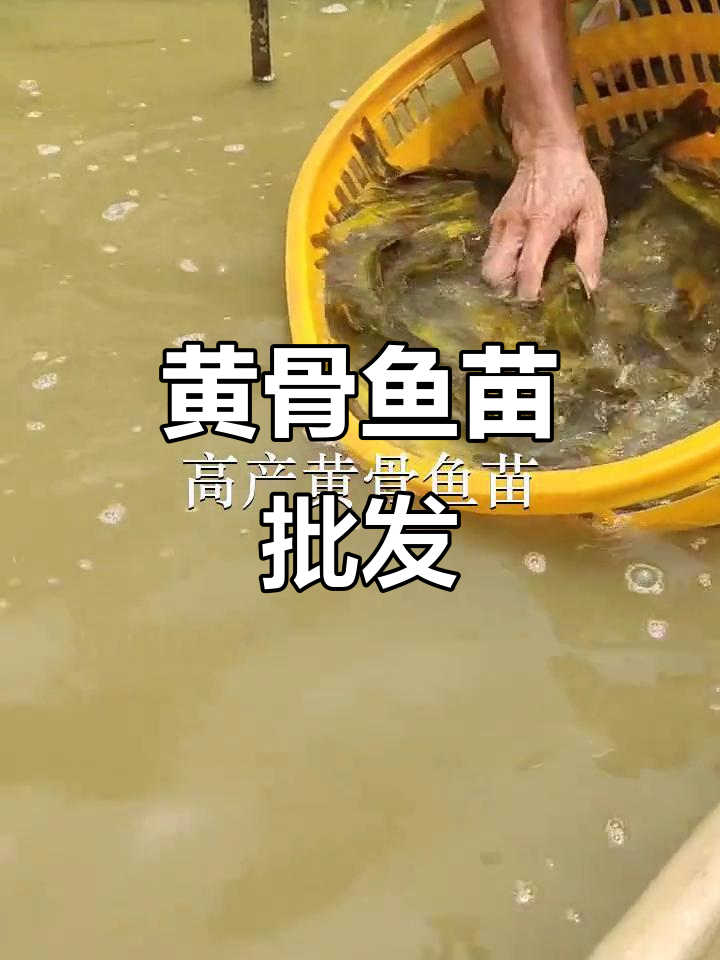 优质黄骨鱼苗,批发供应,覆盖多地放生需求