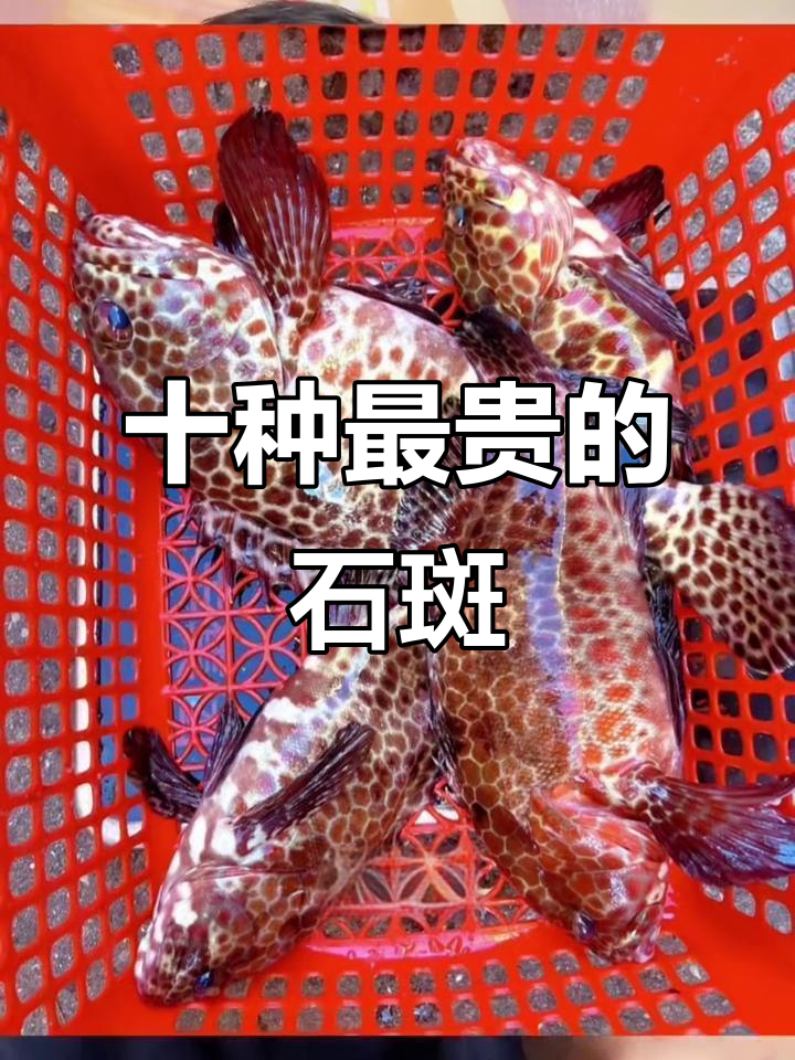 石斑鱼十大名贵品种,谁才是性价比之王?