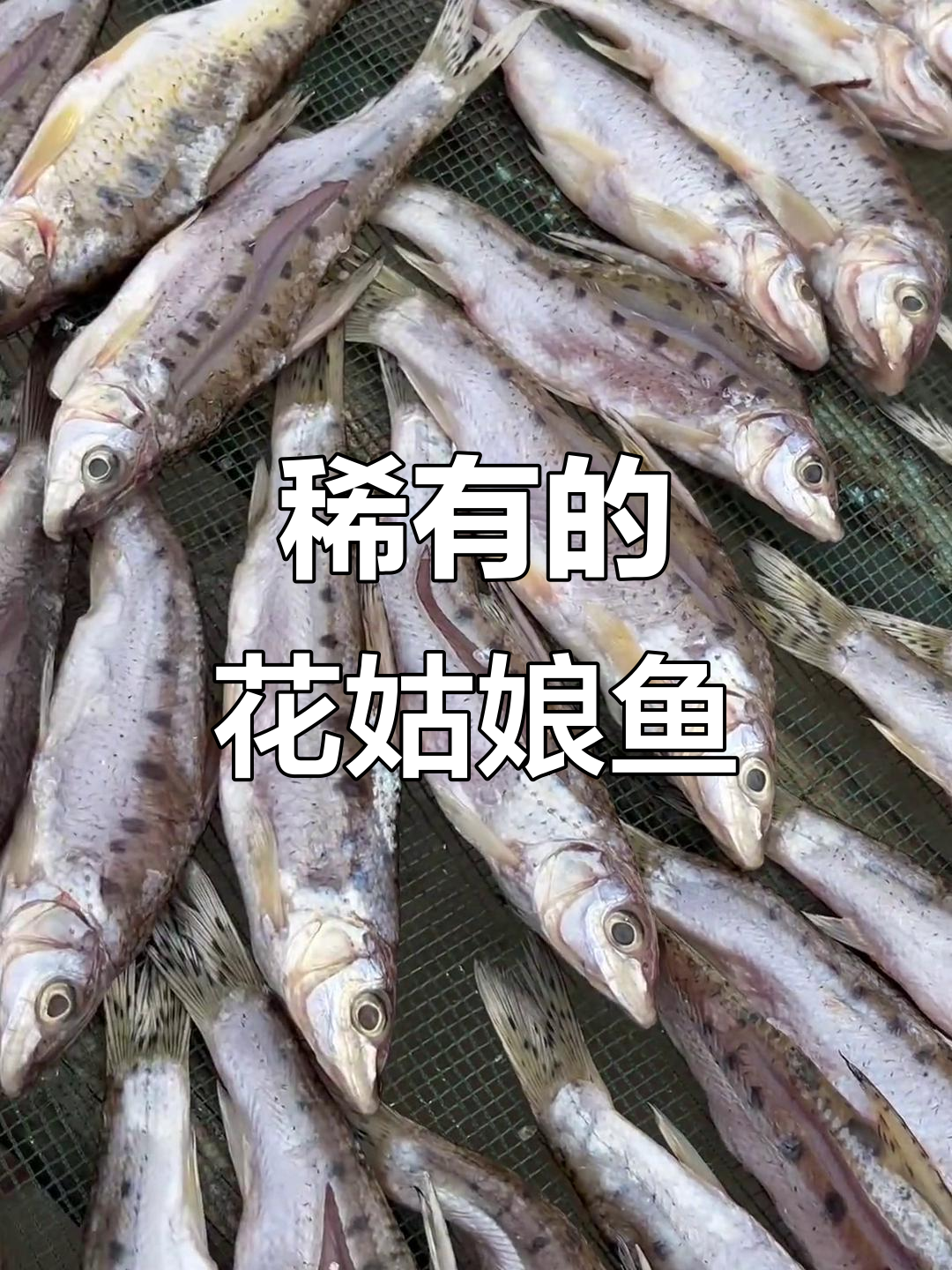 花姑娘鱼:稀有美味,名字也超好听