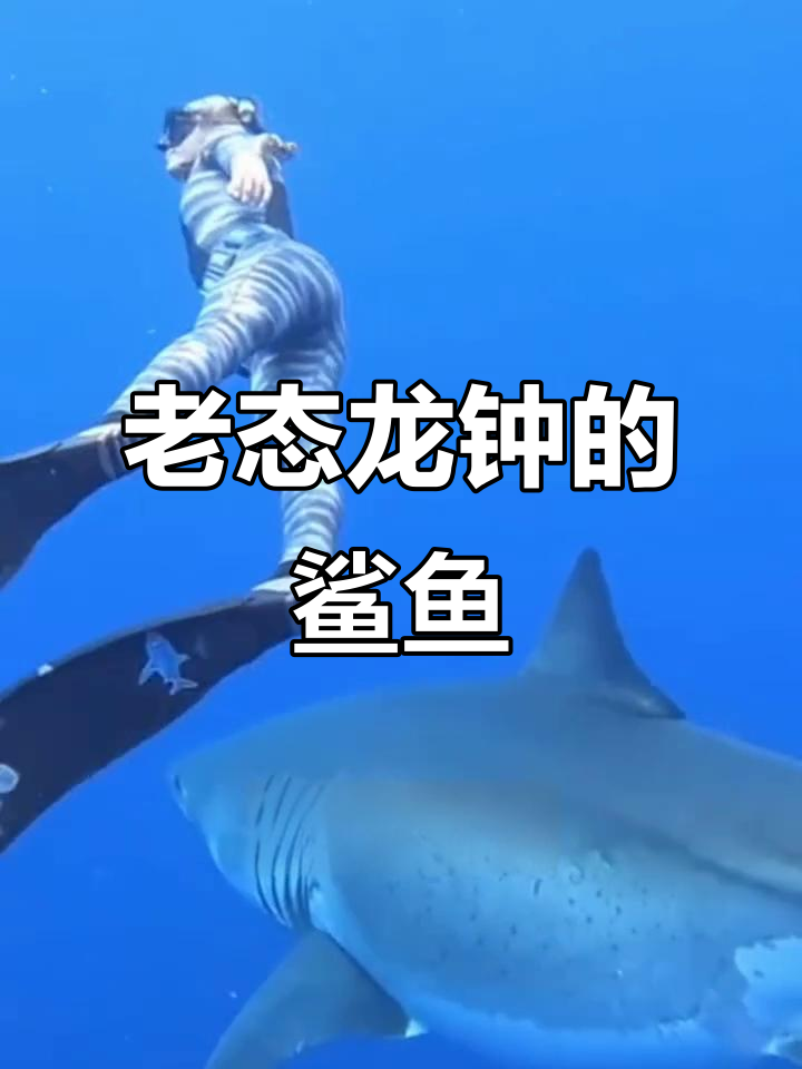 潜水发现古老鲨鱼,皮肤褶皱黑斑明显,安详度过晚年